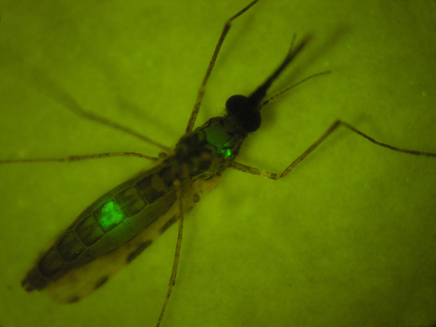 Anopheles stephensi infected by Plasmodium berghei.