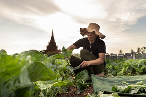 Promoting the benefits of natural and safer to use biological controls to tackle crop pests in Cambodia.