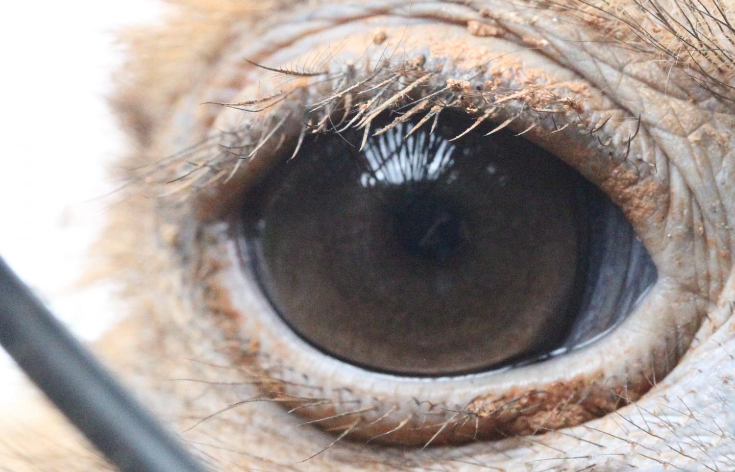 Ostrich Eyelashes