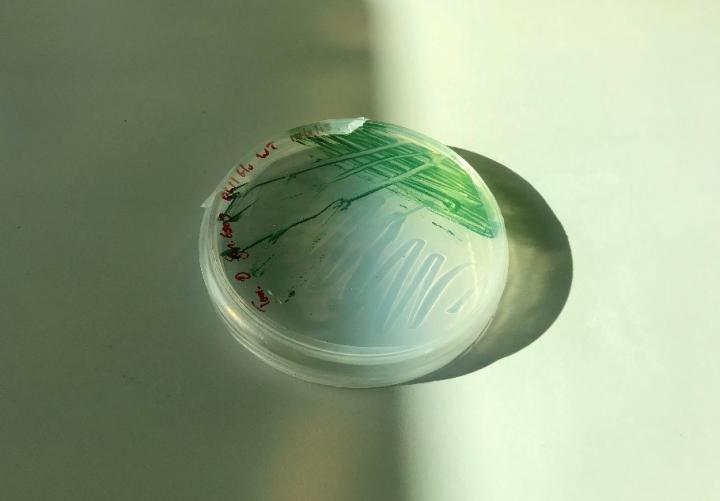 Photosynthesis Originated a Billion Years Earlier Than We Thought, Study Shows