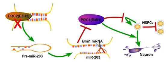 Epigenetic Signaling Axis Regulates Proliferation and Self-renewal of Neural Stem/progenitor Cells
