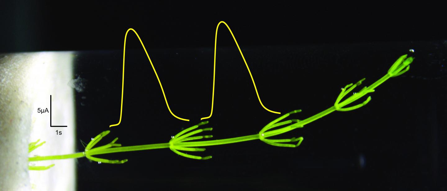 <em>Chara braunii</em> Uses Electrical Potentials to Transmit Signals
