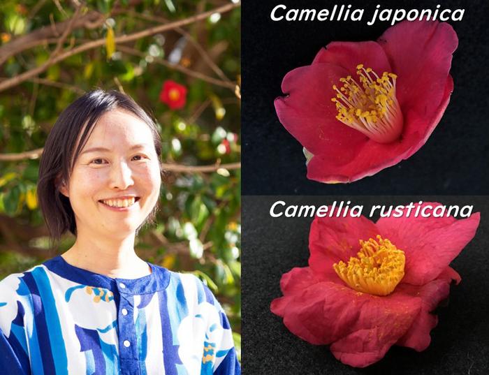 The Studied Camellias and Dr. Harue Abe