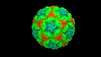 Rhinovirus 3-D Image (1 of 2)