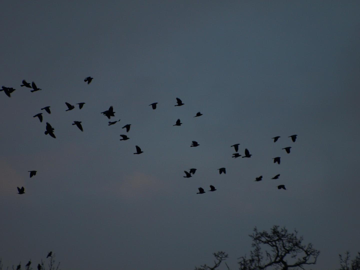 Jackdaws