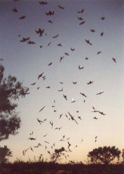 Bats in Flight