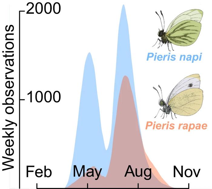 Differences in within-year population dynamics