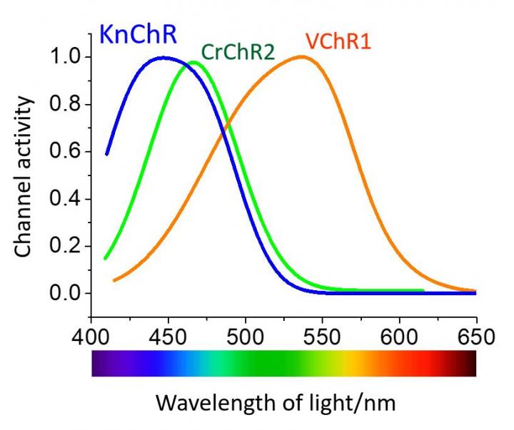 Figure 2: The optical response characteristics of channelrhodopsin.