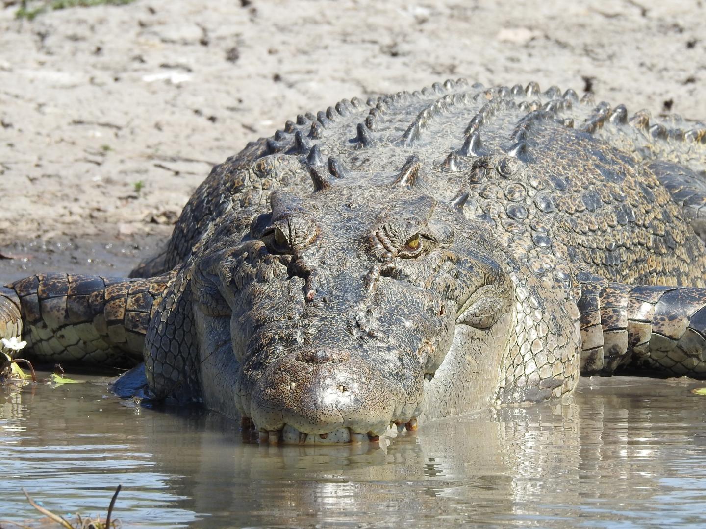 Saltwater Crocodiles