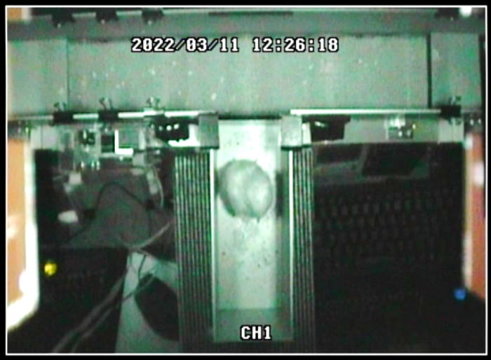 Test for Biological Motion Preference