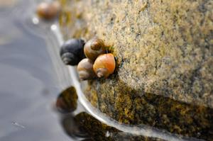 Marine snails on the seashore
