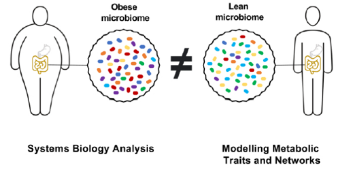 gut microbiome and obesity