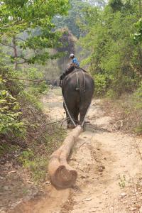 Myanmar Timber Elephant at Work