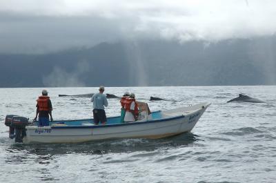Humpbacks in Madagascar