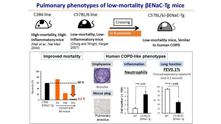Pulmonary Phenotypes of Low-Mortality Mice