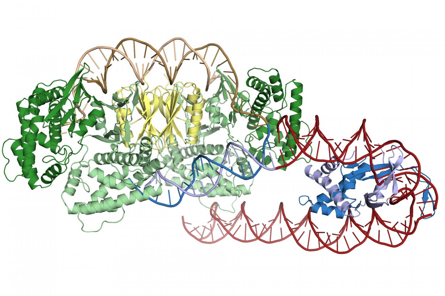 How Cas1-Cas2 Find and Bind to the Bacterial CRISPR Region