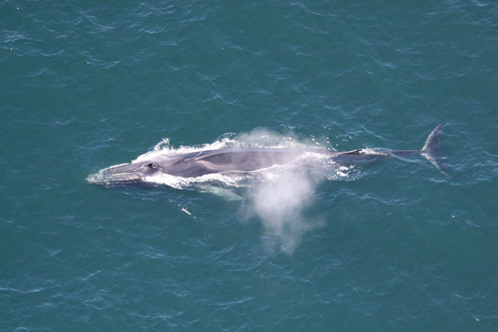 Fin whale [IMAGE] | EurekAlert! Science News Releases