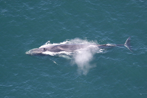 Fin whale