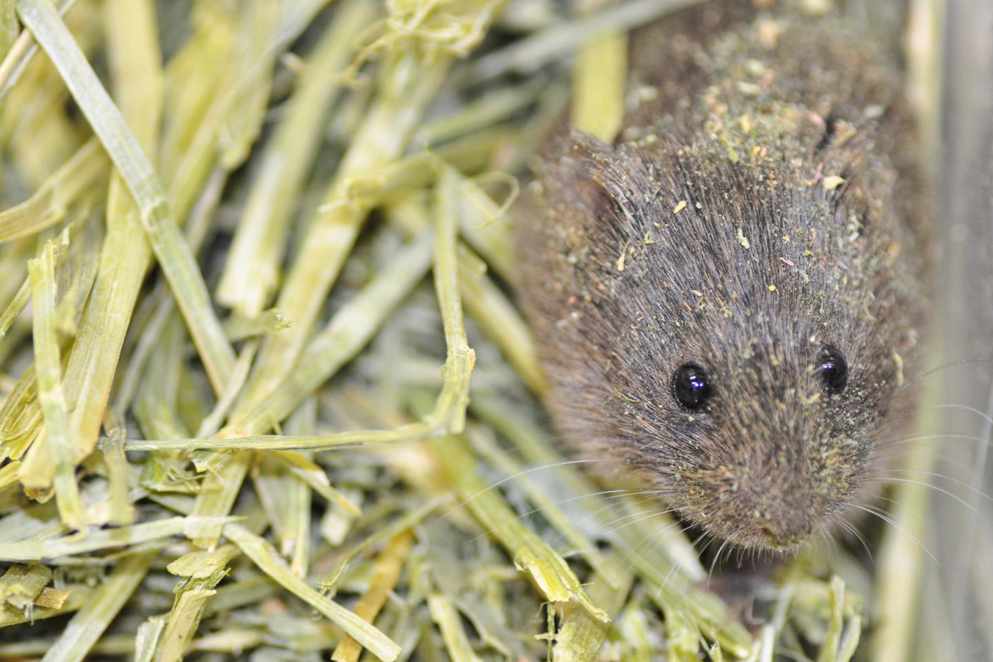 Prarie Vole