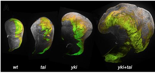 Taiman and Yorkie Drive Growth in Wing Imaginal Discs