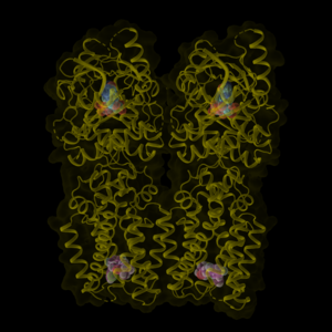 The synthetic drug-like compound (magenta spheres at the bottom) targets a hidden pocket in STING. This pocket is located at the opposite end of STING where the nature ligand cGAMP (cyan spheres at the top) binds. The synthetic compound and cGAMP together induce much stronger STING activation than either one alone.