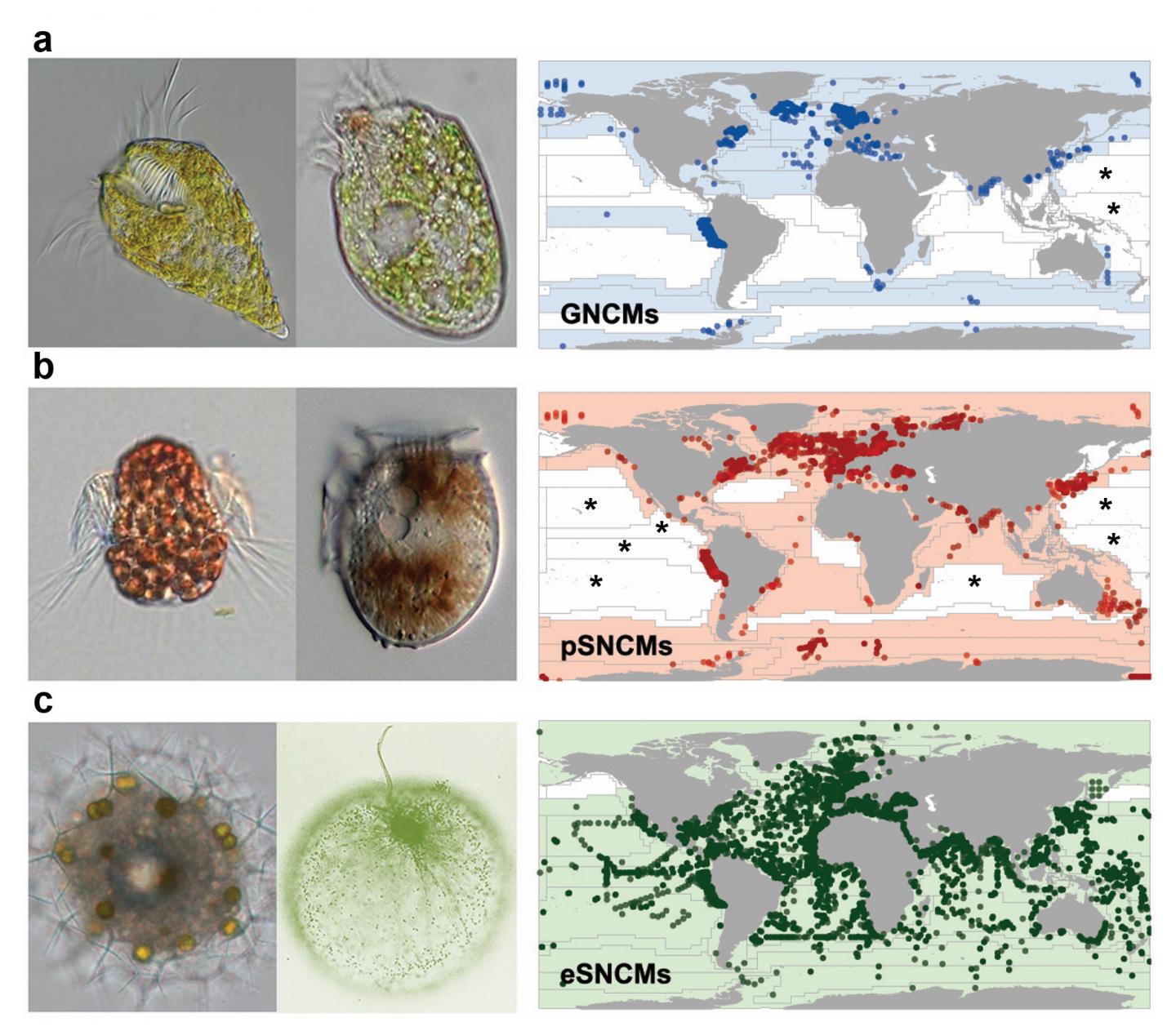 Microscopic Body Snatchers Infest Our Oceans