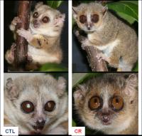 Example of Two 9-Year-Old Mouse Lemurs in the Restrikal Cohort