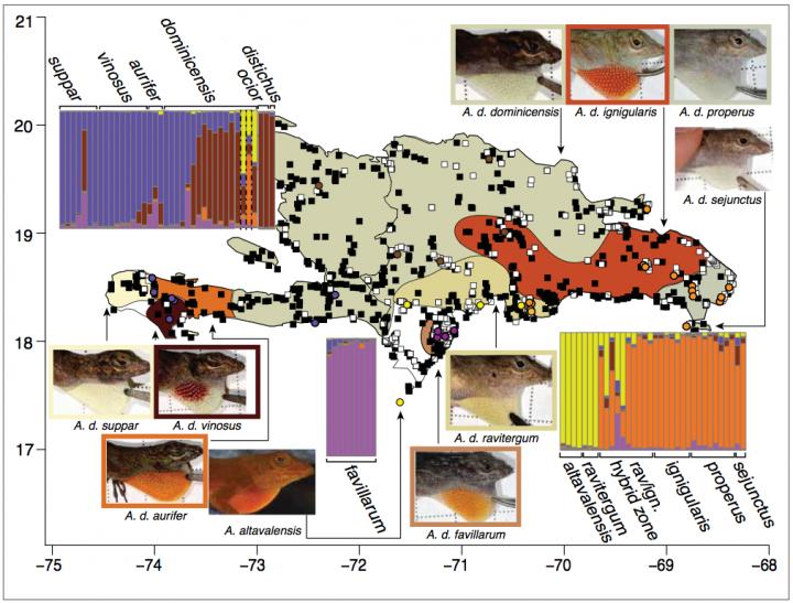 Distribution of Distichus on Hispaniola