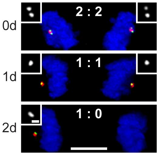 Centriole Numbers Drop After Centriole Duplication Is Halted