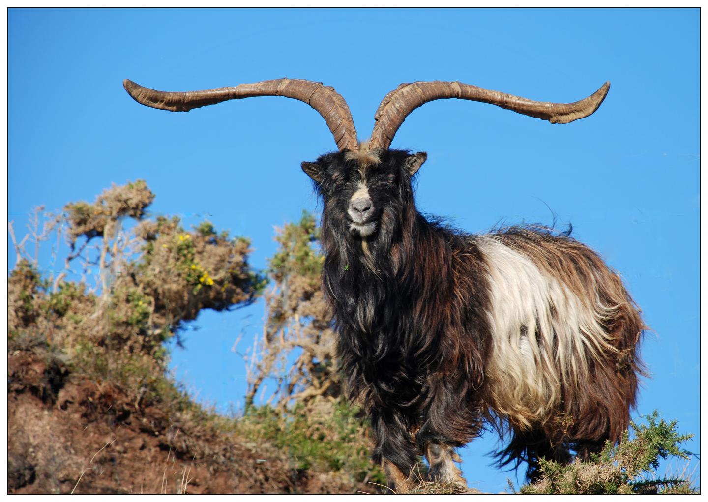 Male Billy Goat