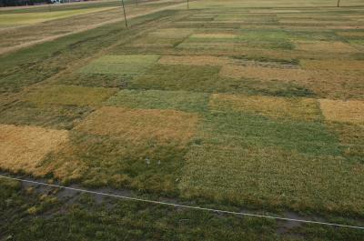 Alternative Turfgrasses Show Potential for Use on Golf Course Fairways