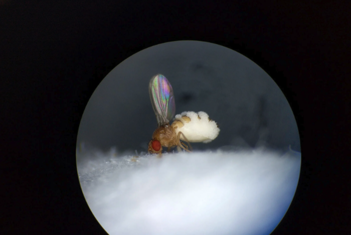 Fruit fly with its wings up and evidence of a fungal outgrowth. Credit-Carolyn Elya