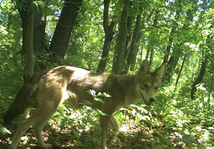 New York City coyotes do not need to rely on human food