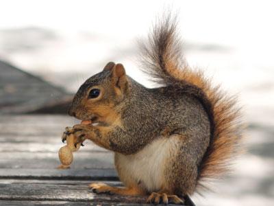 Eastern Fox Squirrel on the UC Berkeley Campus Eats a Peanut