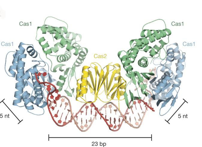 CRISPR Cas1 and Cas2 in DNA for Bacterial Immunity