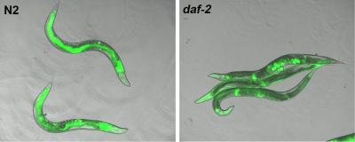 Proteasome Activity Was Studied in <i>C. elegans</i>