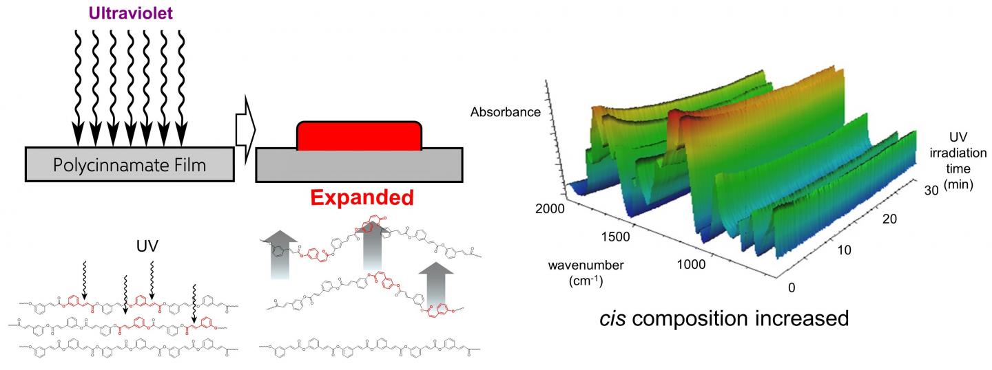 Figure. Mechanistic analysis for photobending of polycinnamate film