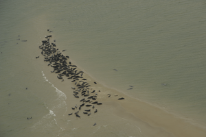 Aerial image of seal.