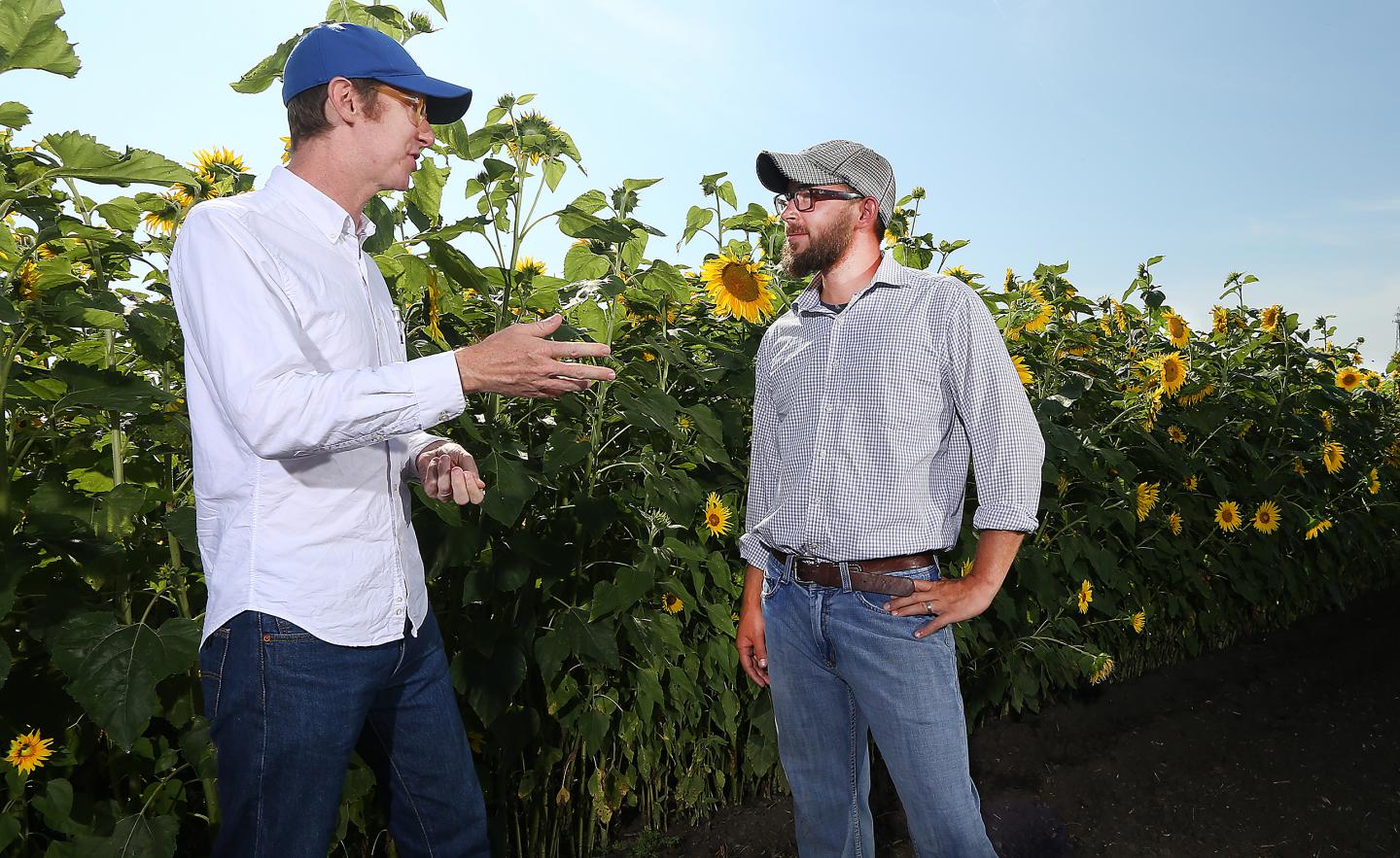 Students Find Mutation in Dwarfed Sunflowers