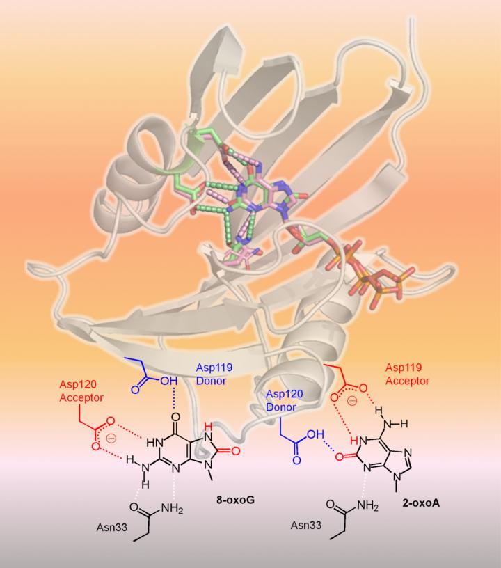 Structure of hMTH1 Recognizing 2 Oxidized dNTPs