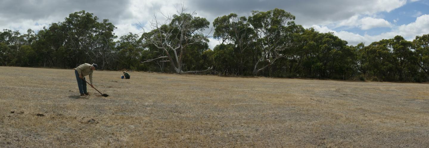 Restoring Land That Has Been Grazed for 100 Years