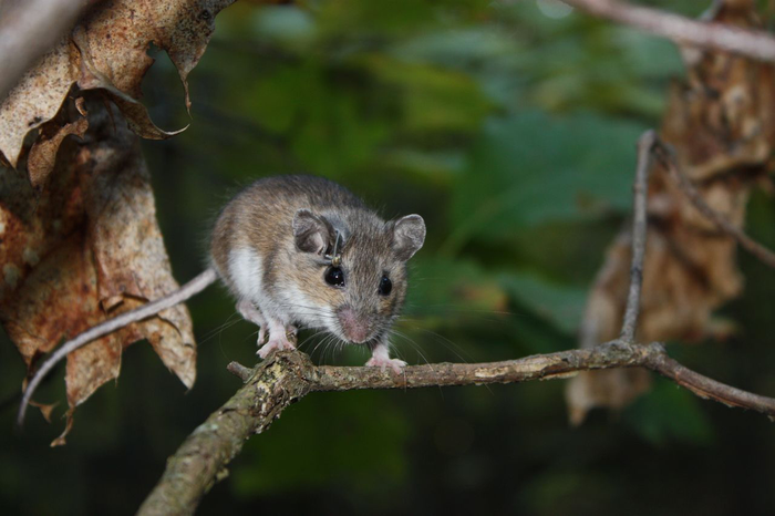 White-footed mouse, Peromyscus leucopus