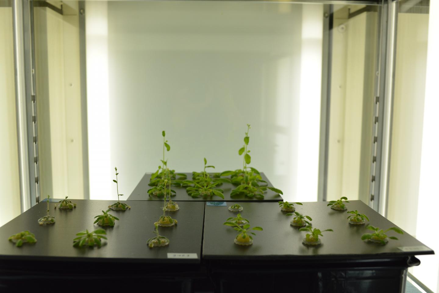 Arabidopsis plants used in the experiments.