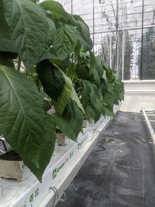 Row of bell pepper plants
