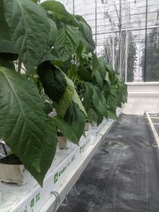 Row of bell pepper plants