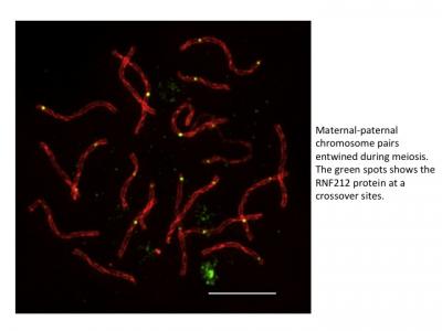 Chromosome Crossovers