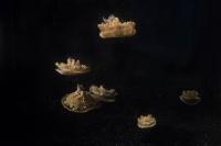 Multiple <i>Cassiopea</i> jellyfish