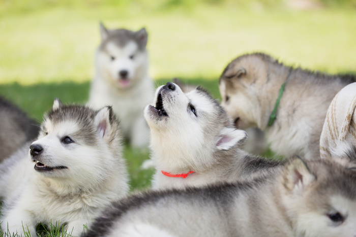 Puppies try howling