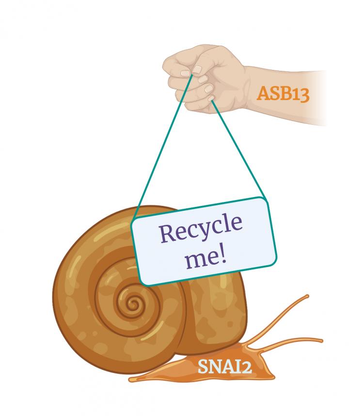 Cancer-Metastasizer SNAI2 Gets Tagged for Recycling