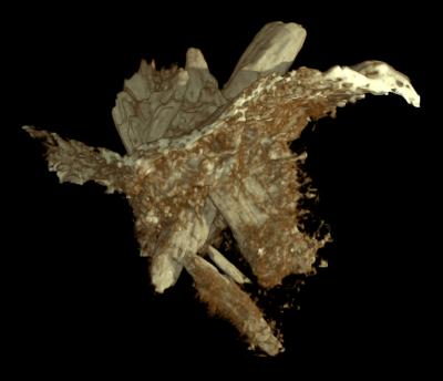 Evidence From A Pre-Clovis Mastodon Hunt (4 O | EurekAlert!